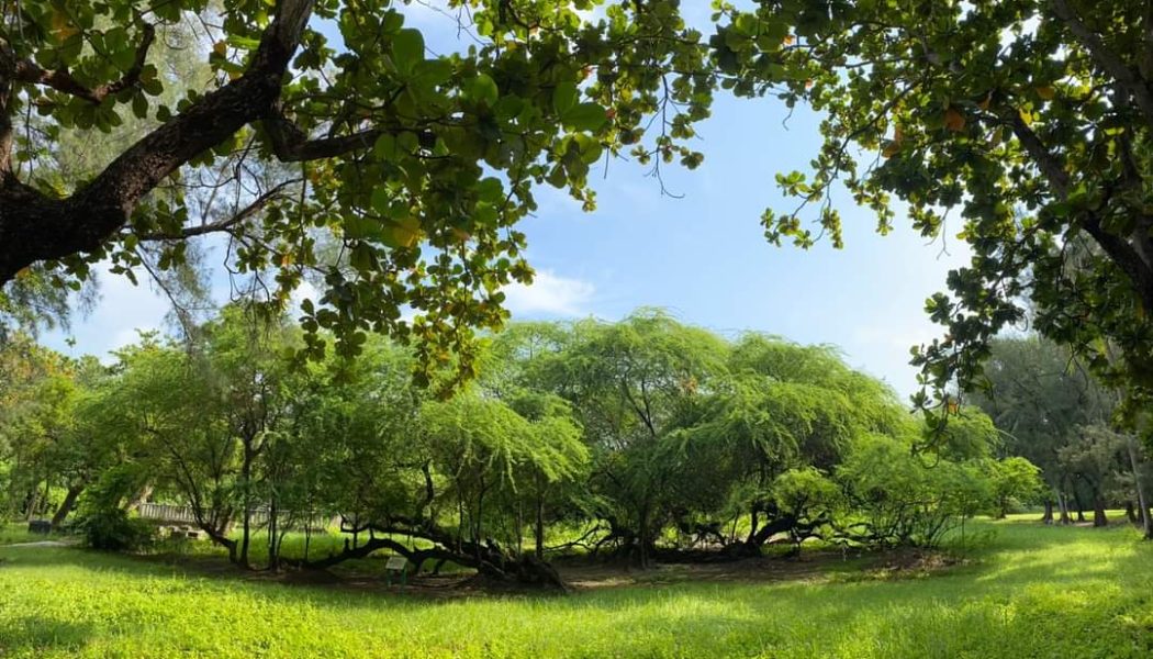 展示圖-墨西哥合歡