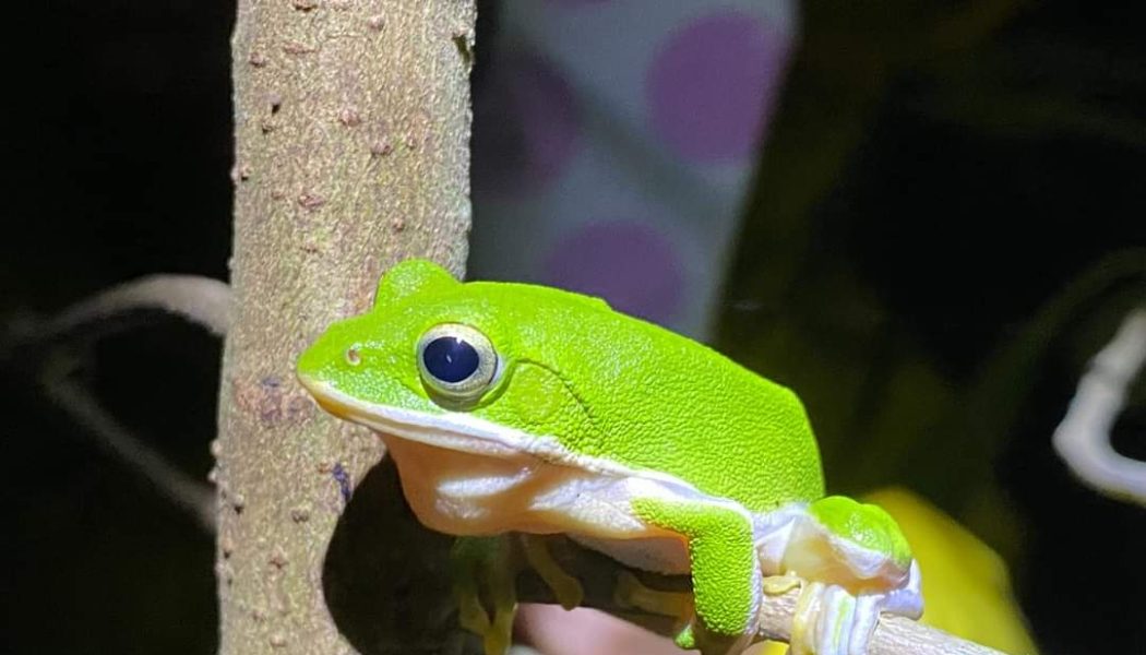 展示圖-認識諸羅樹蛙