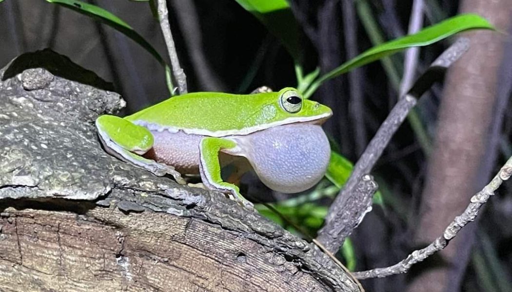 展示圖-諸羅樹蛙的小身姿