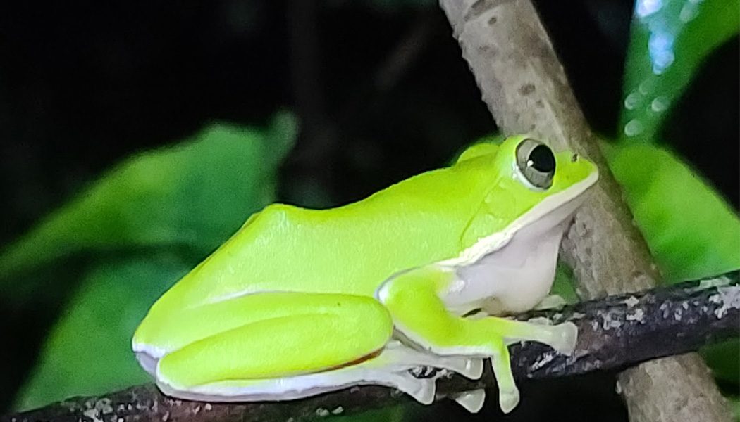 展示圖-諸羅樹蛙的發現